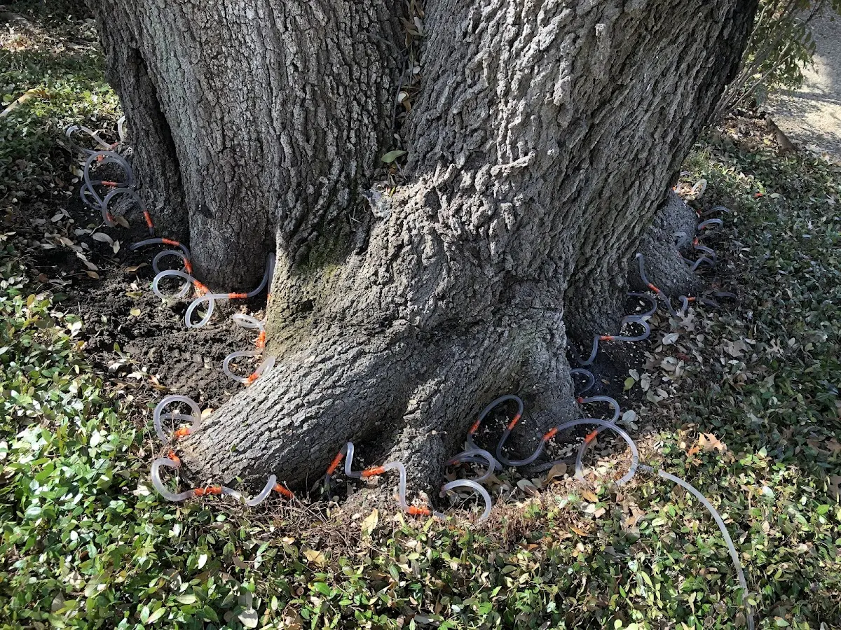 Detailed Tree Cabling and Bracing job site in Sleetmute